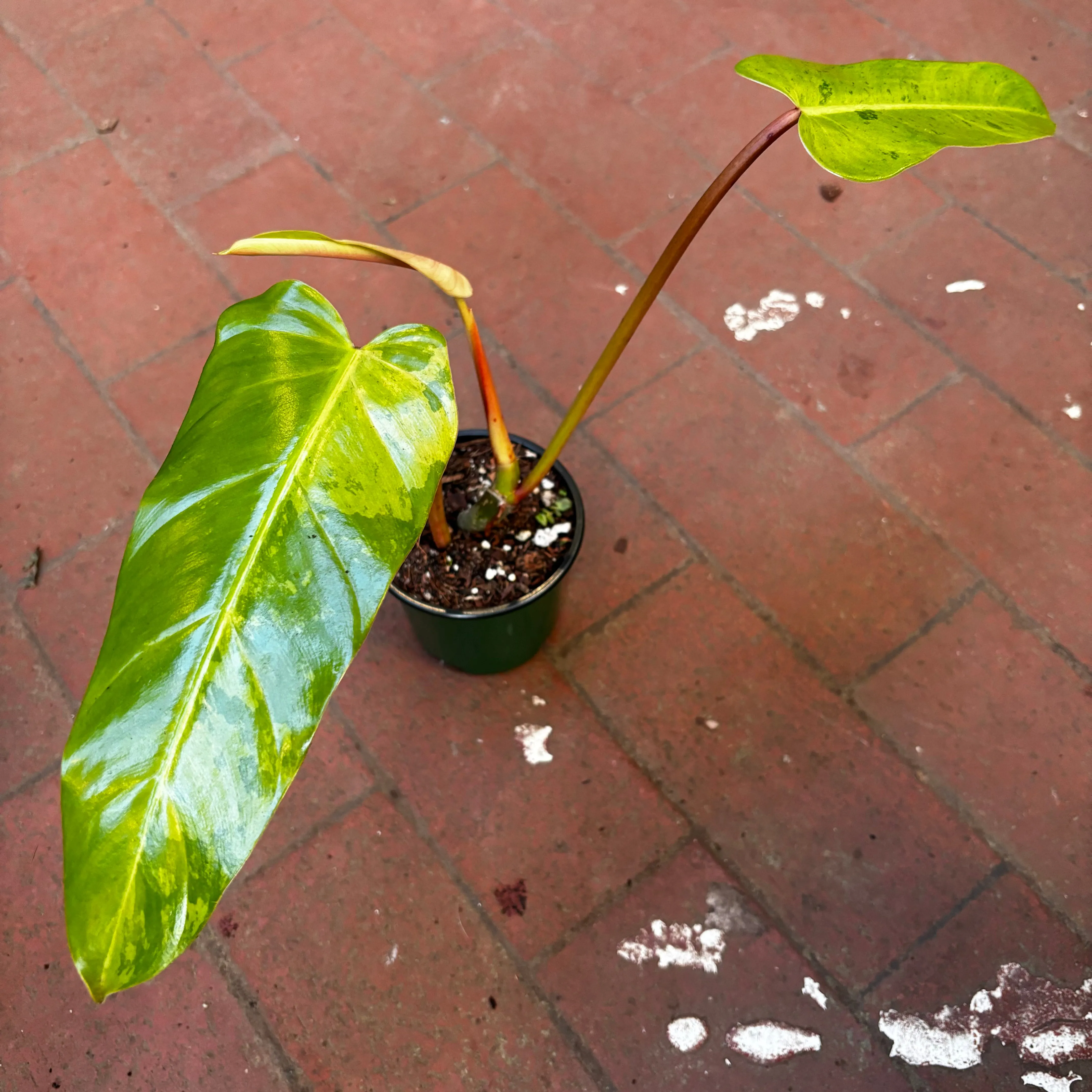 Philodendron Whipple Way Variegated