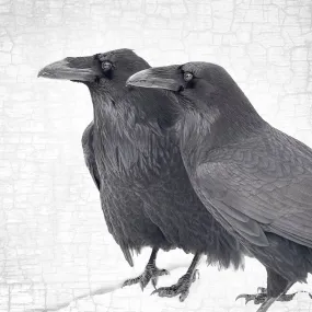 RAVEN COUPLE - Fine Art Print, Raven Portrait Series